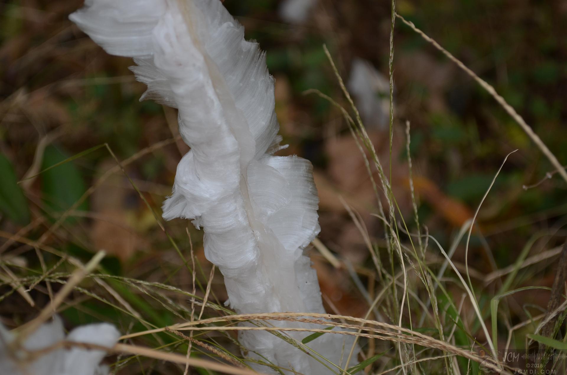 Ice flowers (freezing water slowly-oozed from plant stems, TN)